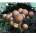 Мицелий Дождевика грушевидного (Lycoperdon pyriforme)